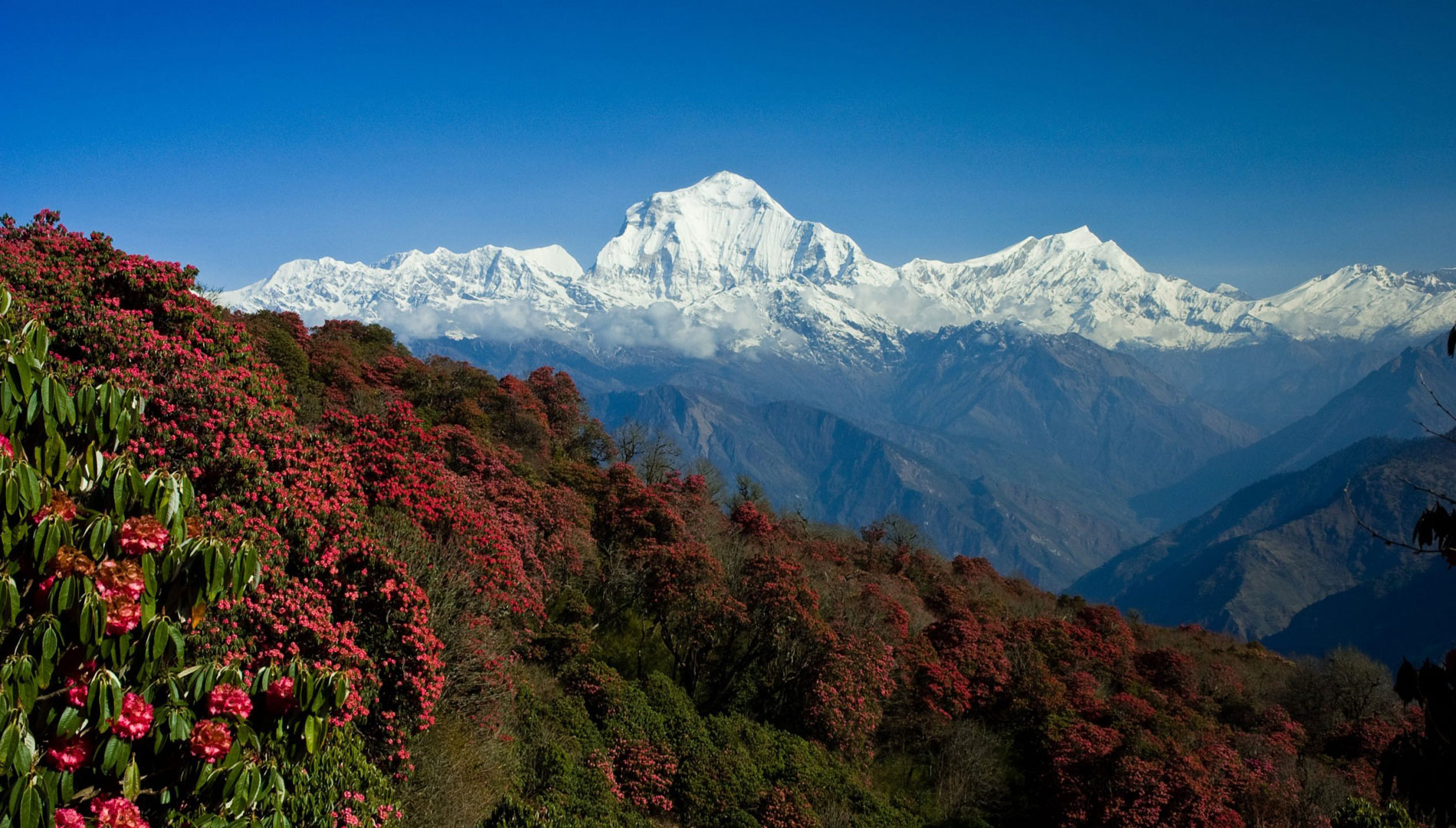 Poon Hill Trek 7 days